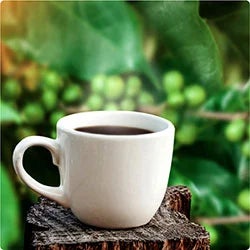スローグリーンコーヒー30g（自然栽培・農薬不使用） | Birke Shop